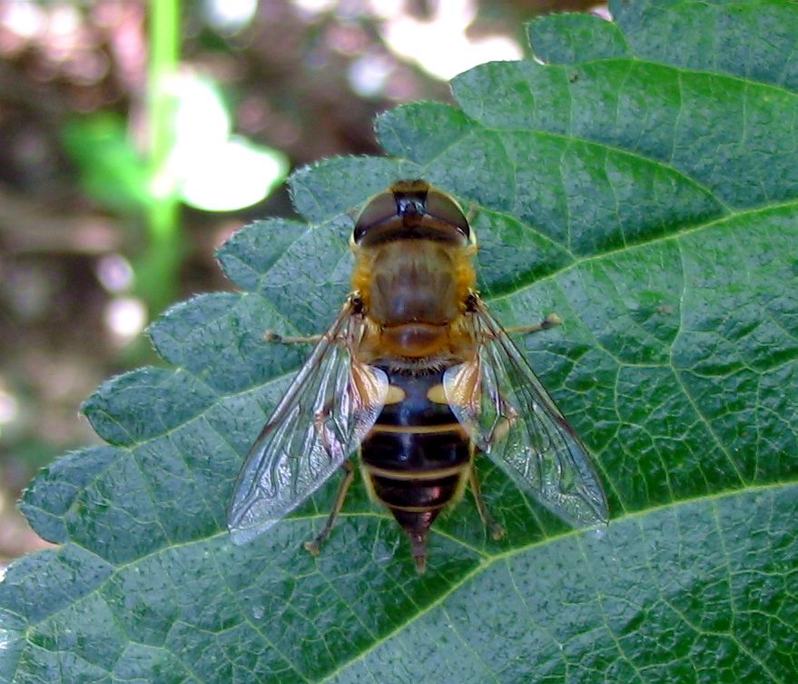 Syrphidae: Eristalinus taeniops e Eristalis interruptus?